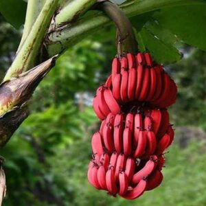 矮牙买加香蕉