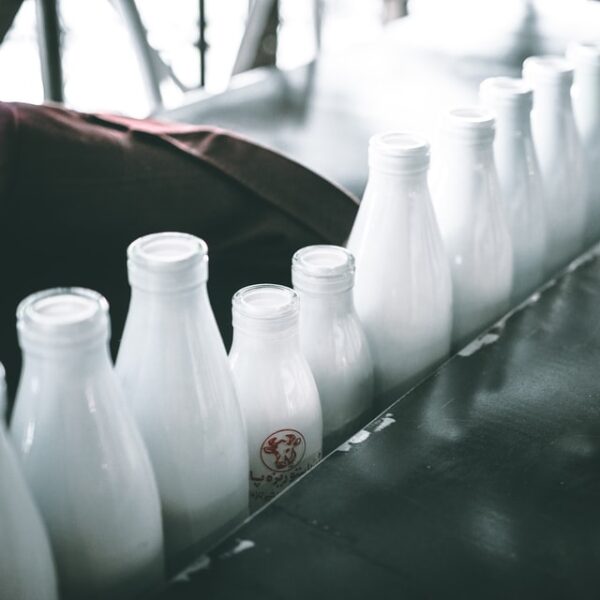 深入了解牛奶和不同类型的牛奶