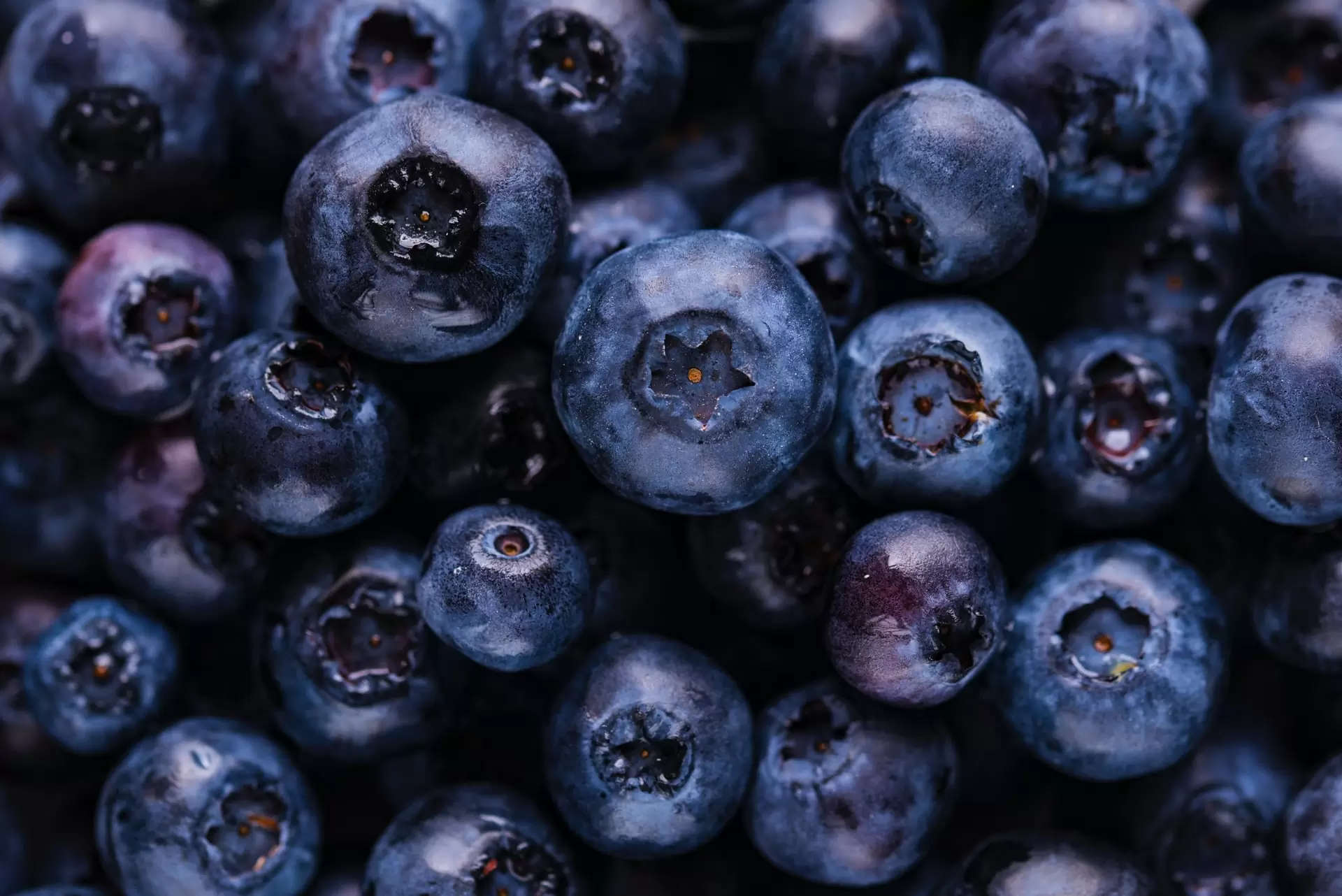 蓝莓——浆果家族的水果华体会娱乐场